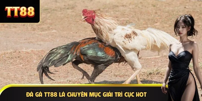 Đá gà TT88 là chuyên mục giải trí cực hot