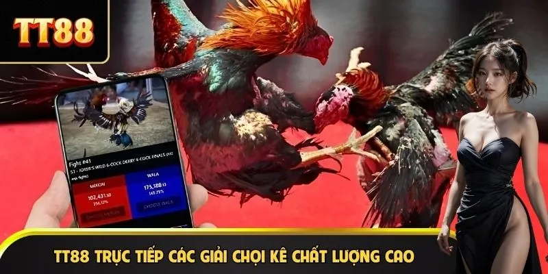 TT88 trực tiếp các giải chọi kê chất lượng cao